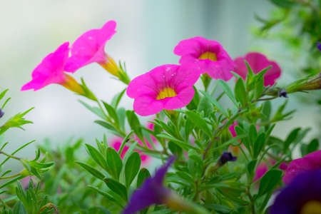 The background image of the colorful flowers, background natureの写真素材