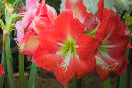 The background image of the colorful flowers, background natureの写真素材