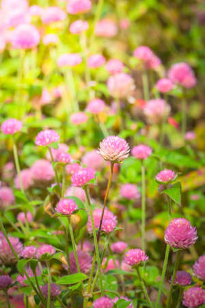 The background image of the colorful flowers, background nature