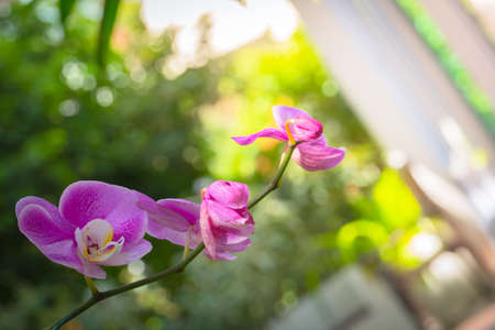 The background image of the colorful flowers, background natureの写真素材