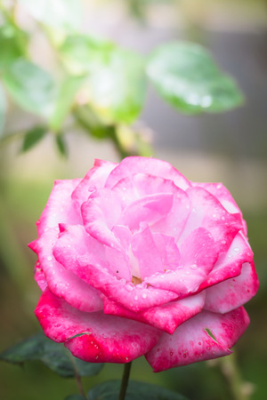The background image of the colorful flowers, background natureの写真素材