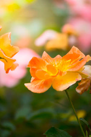 The background image of the colorful flowers, background natureの写真素材