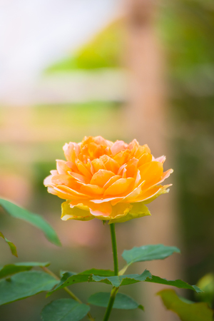 The background image of the colorful flowers, background natureの写真素材