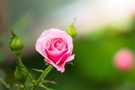 The background image of the colorful flowers, background natureの写真素材