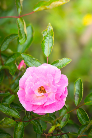 The background image of the colorful flowers, background natureの写真素材