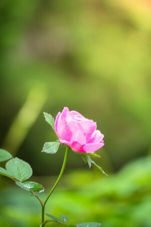 The background image of the colorful flowers, background natureの写真素材