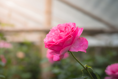 Roses in the garden, Roses are beautiful with a beautiful sunny day.の写真素材