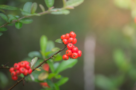 Coffee beans ripening on tree in North of thailand, nature backgroundの写真素材