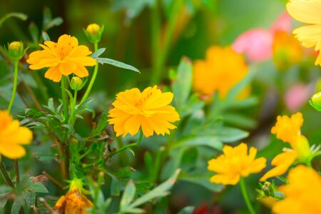 The background image of the colorful flowers, background natureの写真素材