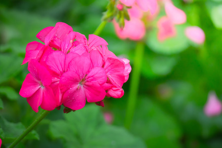 The background image of the colorful flowers, background natureの写真素材
