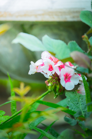 The background image of the colorful flowers, background natureの写真素材