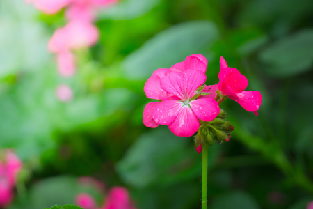 The background image of the colorful flowers, background natureの写真素材
