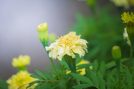 The background image of the colorful flowers, background natureの写真素材