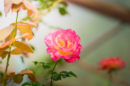 Roses in the garden, Roses are beautiful with a beautiful sunny day.の写真素材