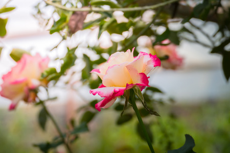 Roses in the garden, Roses are beautiful with a beautiful sunny day.