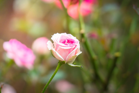 Roses in the garden, Roses are beautiful with a beautiful sunny day.の写真素材