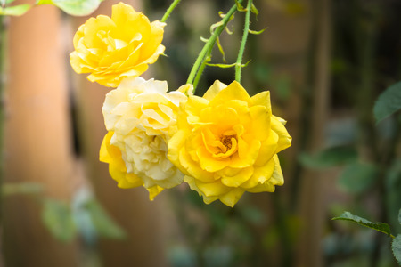 Roses in the garden, Roses are beautiful with a beautiful sunny day.の写真素材