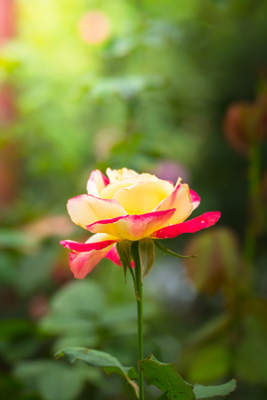 Roses in the garden, Roses are beautiful with a beautiful sunny day.の写真素材