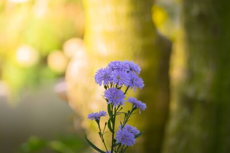 The background image of the colorful flowers, background nature