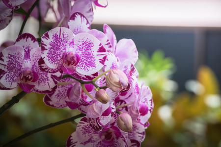 The background image of the colorful flowers, background natureの写真素材