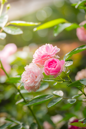 Roses in the garden, Roses are beautiful with a beautiful sunny day.の写真素材
