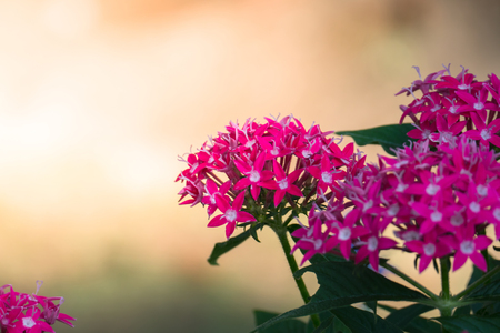 The background image of the colorful flowers, background natureの写真素材
