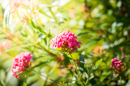 The background image of the colorful flowers, background natureの写真素材