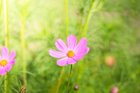 The background image of the colorful flowers, background natureの写真素材