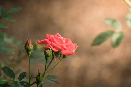 Roses in the garden, Roses are beautiful with a beautiful sunny day.の写真素材