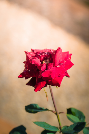 Roses in the garden, Roses are beautiful with a beautiful sunny day.の写真素材
