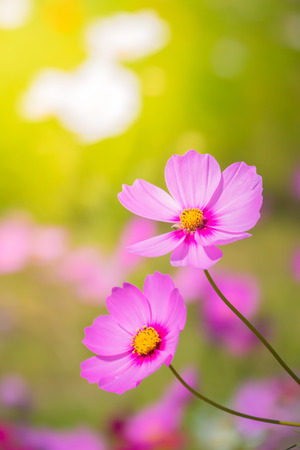  Beautiful Cosmos flowers in gardenの写真素材