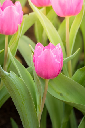 Beautiful bouquet of tulips. colorful tulips.の写真素材