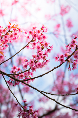Sakura flowers blooming blossom in Chiang Mai, Thailand, nature backgroundの写真素材