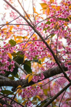 Sakura flowers blooming blossom in Chiang Mai, Thailand, nature backgroundの写真素材