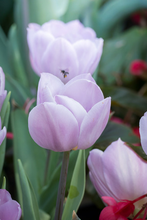 Beautiful bouquet of tulips. colorful tulips. nature backgroundの写真素材