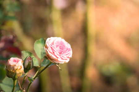 Roses in the garden, Roses are beautiful with a beautiful sunny day.の写真素材