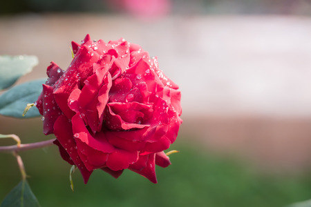 Roses in the garden, Roses are beautiful with a beautiful sunny day.の写真素材