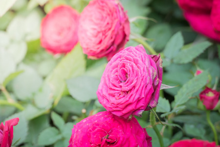 Roses in the garden, Roses are beautiful with a beautiful sunny day.の写真素材
