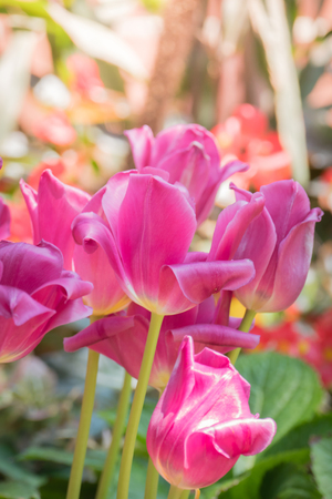 Beautiful bouquet of tulips. colorful tulips. nature backgroundの写真素材