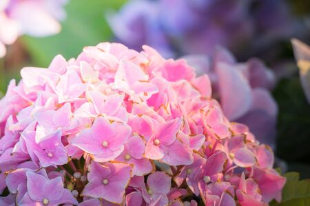 The background image of the colorful flowers, background natureの写真素材