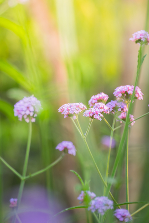 The background image of the colorful flowers, background natureの写真素材