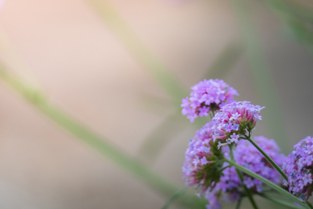 The background image of the colorful flowers, background natureの写真素材