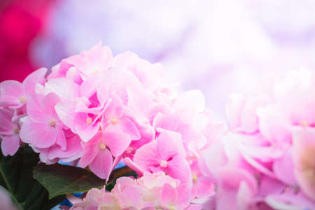 The background image of the colorful flowers, background nature