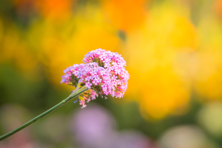 The background image of the colorful flowers, background natureの写真素材