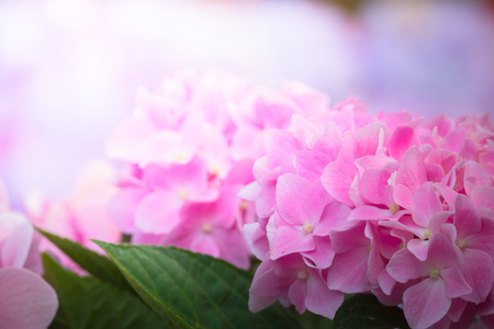 The background image of the colorful flowers, background nature