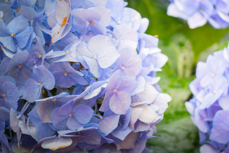 The background image of the colorful flowers, background natureの写真素材