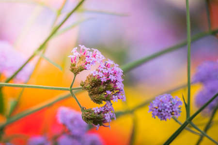 The background image of the colorful flowers, background natureの写真素材