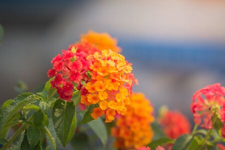 The background image of the colorful flowers, background natureの写真素材