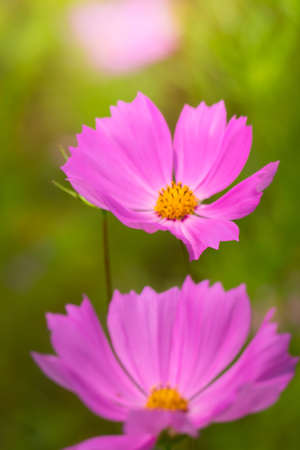 The background image of the colorful flowers, background natureの写真素材