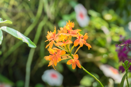 The background image of the colorful flowers, background natureの写真素材
